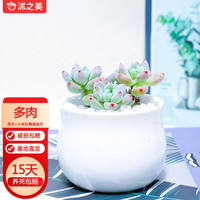 沭之美 多肉植物肉肉室内花卉植物室内桌面盆栽  劳尔+小米缸陶瓷盆托