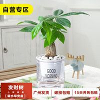 樱霞 发财树盆栽花卉植物办公室客厅绿植小盆景 单棵发财树+早安盆