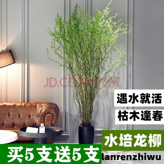 雅卉 龙柳干树枝水培龙柳鲜枝水养懒人植物室内客厅落地长杆鲜花1.5米 龙柳10枝