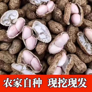 颜曼箐新鲜湿花生沙地现挖现发当季农家自种带壳粉皮生花生可水煮 手挑精选3斤