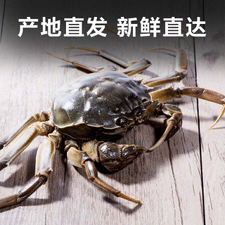 惠寻 京东自有品牌 大闸蟹公4两母3两4对8只 鲜活螃蟹生鲜水产去绳足重