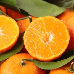 【省49元】其他品牌新鲜水果_爱媛28号红美人果冻橙4.