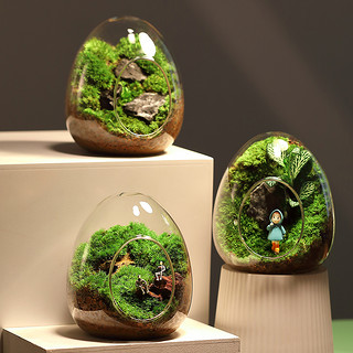 苔藓微景观生态瓶私人草坪桌面迷你盆栽办公室创意神奇