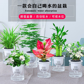 祺典 小绿植好养易活驱蚊盆栽 万重山+文竹+富贵竹