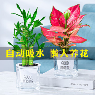 祺典 小绿植好养易活驱蚊盆栽 万重山+文竹+富贵竹
