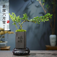 开时果 KaiShiguo Plants 悬崖六月雪盆栽 厚德载物盆+苔藓+底托