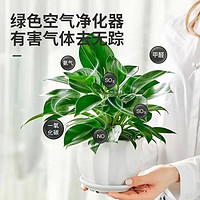 YAXUAN 雅炫 鉑金鉆盆栽綠蘿籮花卉植物室內