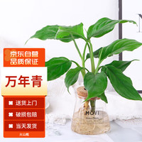 MOYi 墨一 水培万年青火山瓶盆栽客厅观叶四季常青水养 万年青火山瓶