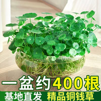 带叶铜钱草水培植物办公室内盆栽客厅桌面绿植花卉趣味水养金钱草
