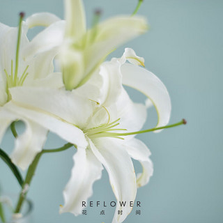 花点时间 香水百合花鲜花云南昆明基地直发百合鲜切花室内插花鲜花白色10朵