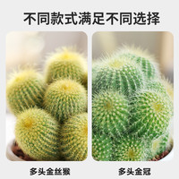 KaiShiguo Plants 开时果 多头金冠仙人球仙人掌多肉植物小盆栽办公室内花卉好养桌面绿植防
