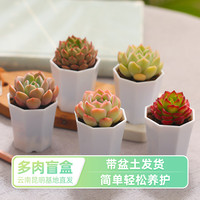 盒马FRESHIPPO 多肉盲盒 7颗带盆 军绿色