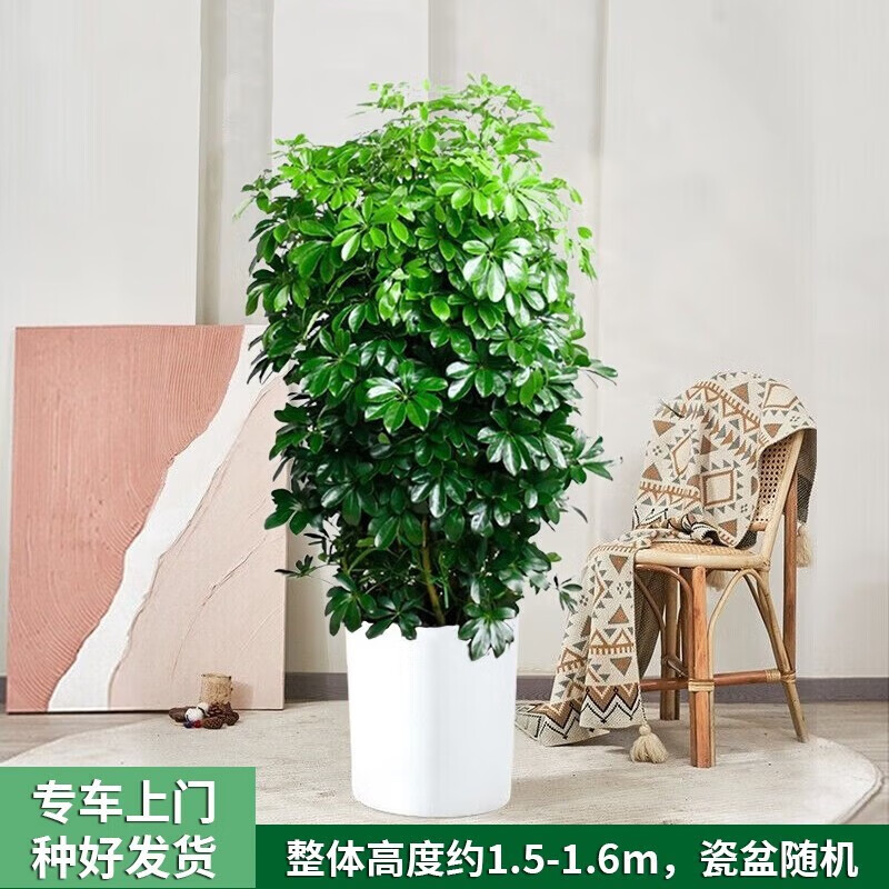 Only you发财树大型绿植花卉室内客厅办公室开业乔迁 八方来财鸭脚木
