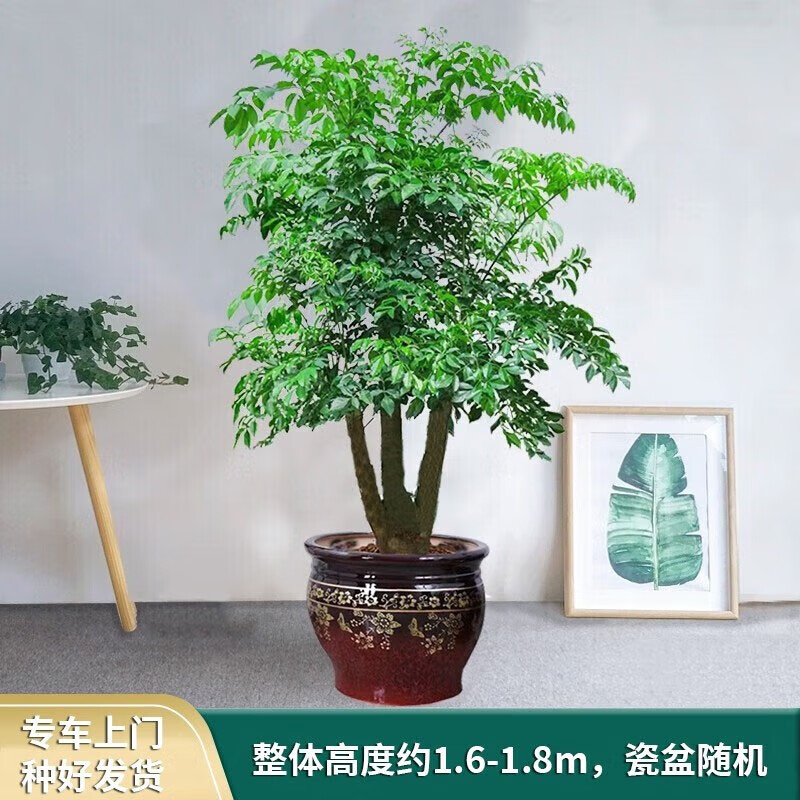 Only you步步高发财树盆栽植物室内大型植物客厅开业乔迁 富贵树