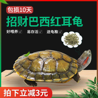 中华草龟外塘长寿龟巴西龟观赏小乌龟半水龟观赏金线乌龟墨龟
