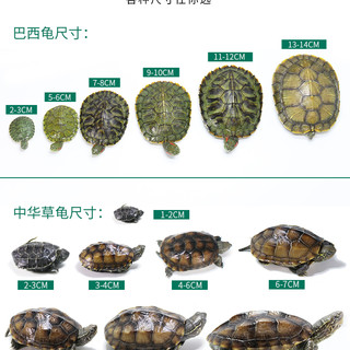 中华草龟外塘长寿龟巴西龟观赏小乌龟半水龟观赏金线乌龟墨龟