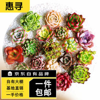 6颗多肉随机发货