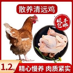 我老家 顺丰包邮我老家广东清远鸡新鲜冷冻单只2.4斤黄油鸡可做白切鸡
