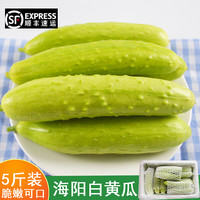 蔬果哆 新鲜蔬菜 山东海阳 白玉黄瓜  黄瓜 2.5kg 五斤装