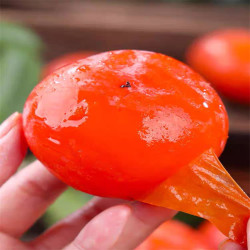 精选珍珠蜜柿12枚*1盒【甜如蜜的小柿子】