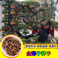 昂景 新采金弹子种子鸡血红老鸦柿种子乌柿葫芦果灯泡型盆景树种子昂景 混合金弹子种子40粒+肥