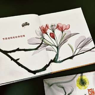 透视之眼：X光下的动物世界
