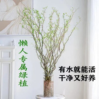 龙柳干枝水插花水培鲜花室内客厅阳台观花 龙柳 10支