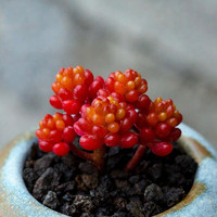 福饲 蝉翼多肉植物 葡萄