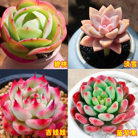 心卉如一多肉植物盆栽组合多肉盆栽植物花卉室内红宝石玉露 碧桃+淡雪+吉娃娃+蓝苹果+4盆+土