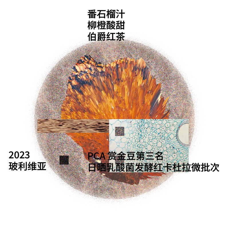 治光师 BEAM TIMER玻利维亚PCA瑰夏咖啡豆手冲咖啡豆100g