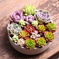 若绿 多肉植物 虹之玉