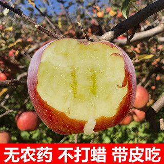 胡鲜森 四川大凉山丑苹果5斤盐源红富士苹果新鲜应季单果75mm