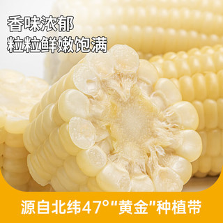 北纬47° 白甜糯玉米 220g*10穗