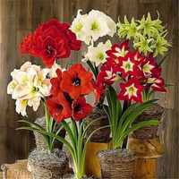 爱惜 进口重瓣朱顶红种球 5个球混色