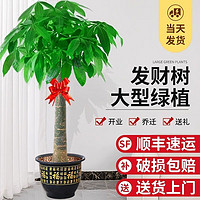 京东百亿补贴：临雅 发财树 1.1-1.2米