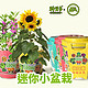 Bloom Life 匠心绽放 IAM City Farmer种植小铁罐 IP趣味种植盆栽