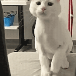 小编的猫咪亲测卫仕3款产品！羊奶粉+2款猫粮，有粮有营养～