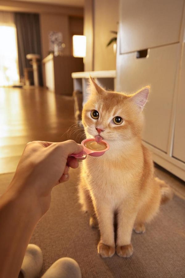 佳乐滋金勺喂食挑战：哪只小猫咪能够坚持不吃？