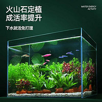 crazy aquatic plants/疯狂水草 疯狂水草 鱼缸水草活体植物