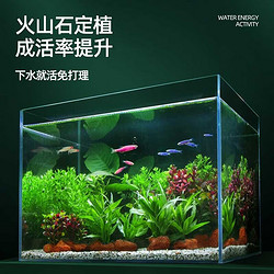 crazy aquatic plants/疯狂水草 疯狂水草 鱼缸水草活体植物