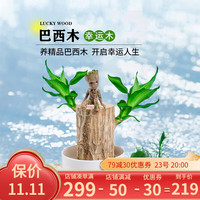 临雅巴西木格鲁特幸运木开花水养绿植室内盆栽带芽发货小树人水培植物 单芽巴西木5-6cm-高8cm-无盆