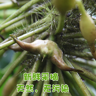 藕荷泥（OUHENI）现摘洪湖新鲜菱角老菱角黑菱角青菱角米新鲜粉糯湖北特产生鲜棱角 老菱角5斤（快递）