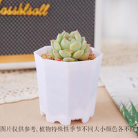 心卉如一多肉植物盆栽室内外绿植花卉桌面摆件带盆含八角盆 TP+八角盆+土+石
