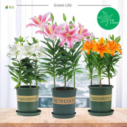 静候花开 重瓣香水百合花 混色3个+盆+土+肥 1-2CM