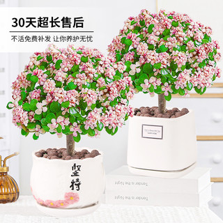 韵米奇 金枝玉叶盆栽 原盆+送肥料