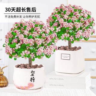 韵米奇 金枝玉叶盆栽 原盆+送肥料