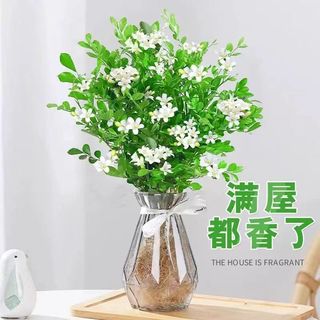 忻朵 水培九里香盆栽
