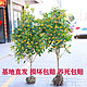 桂花树苗 2年苗40厘米高（1棵 ）