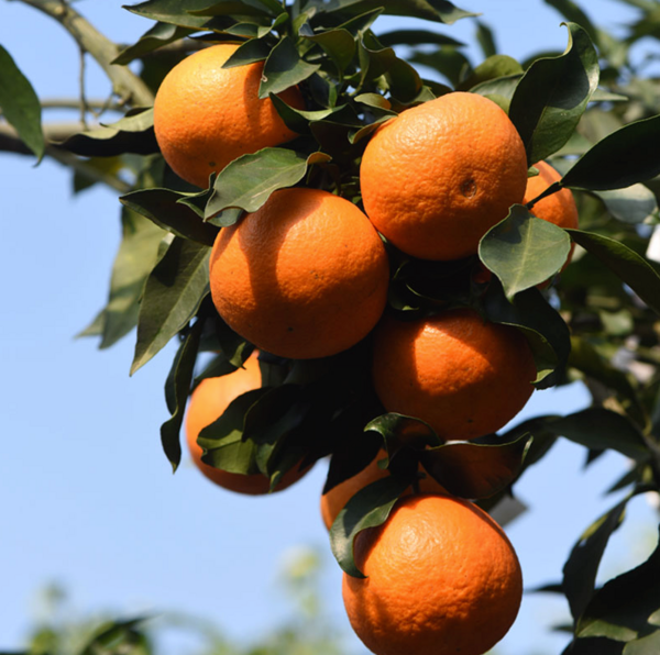 能够吸的果冻橙你见过吗？堪称柑橘界的佼佼者！
