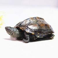 OIMG 宠体乌龟外塘中华草乌龟龟水陆观赏草龟 3-4cm单身一只